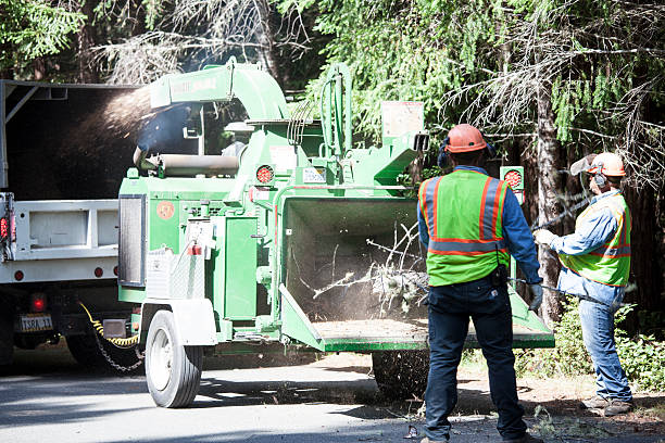 Best Tree Removal  in Deforest, WI